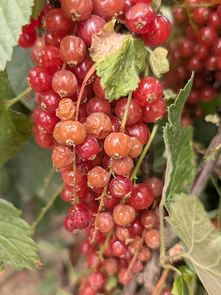 Johannisbeeren mit hellen eingefallenen Früchten