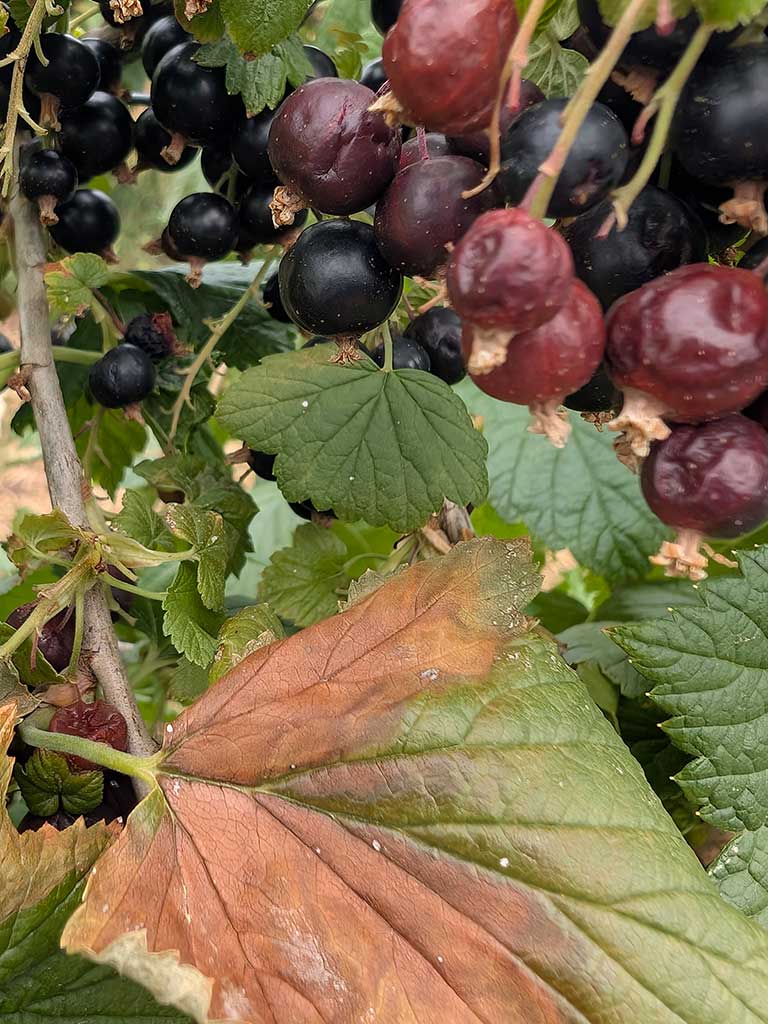 schwarze Johannisbeeren mit Blattschaden