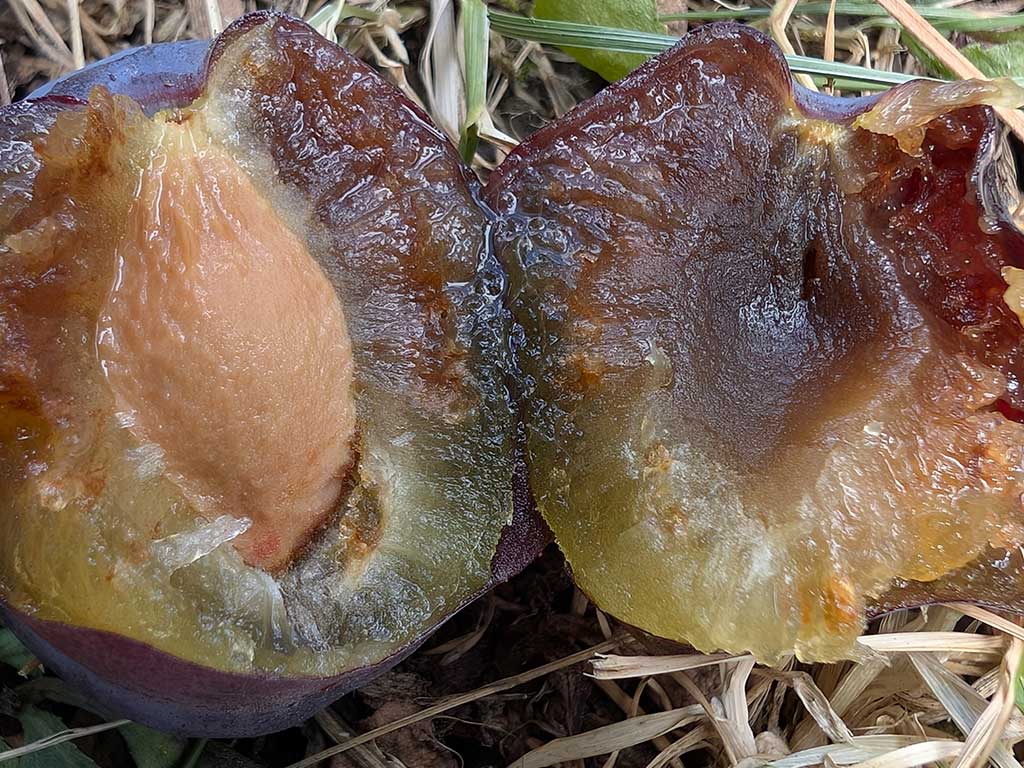 aufgeschnittene Zwetschge mit verbranntem Fruchtfleisch, im Hintergrund eingetrocknetes Gras