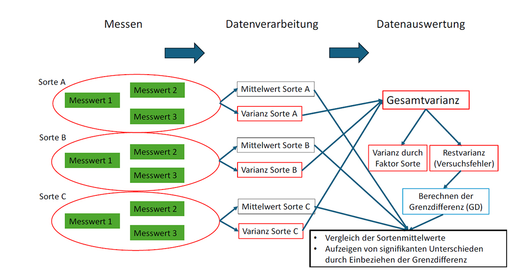 Abb. 1: Schema zur Herleitung der Grenzdifferenz und des systematischen Vorgehens bei der Interpretation von Versuchsergebnissen am Beispiel Sortenwahl