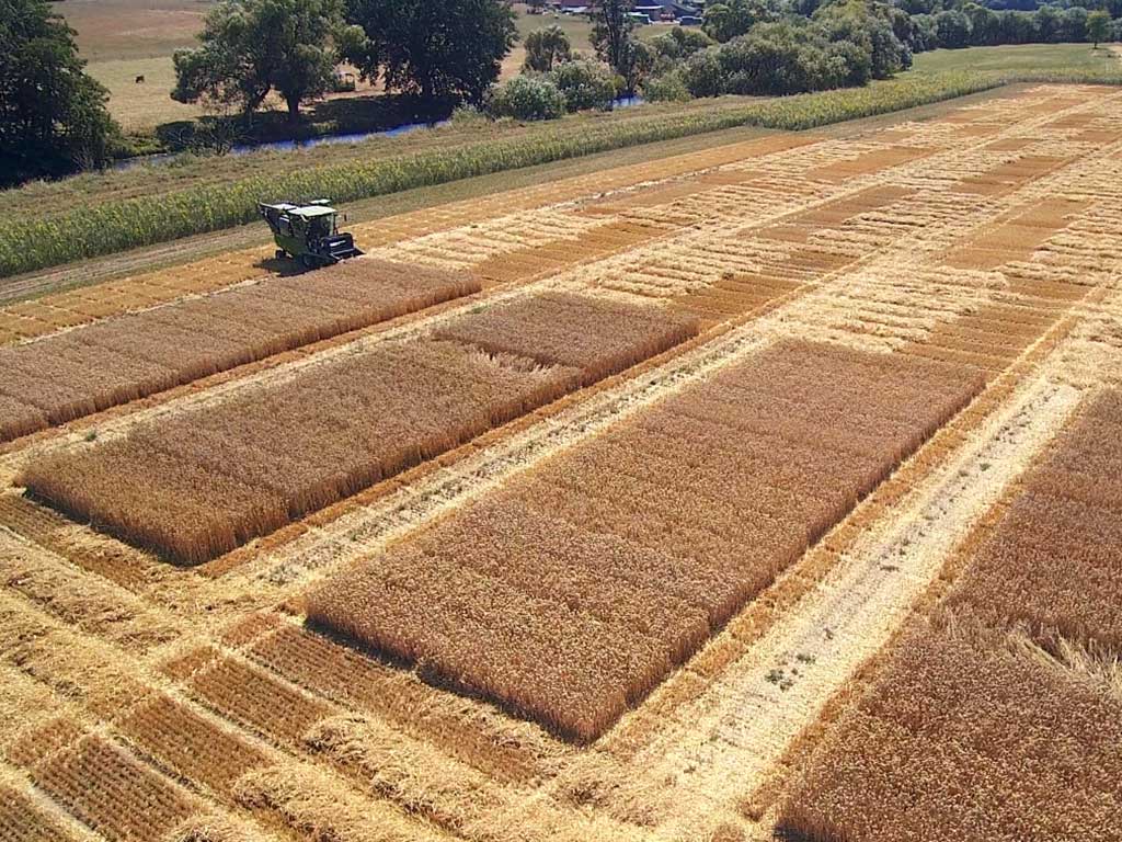 Blick von oben auf eine landwirtschaftliche Versuchsfläche im Sommer auf der ein Parzellenmähdrescher Getreide erntet