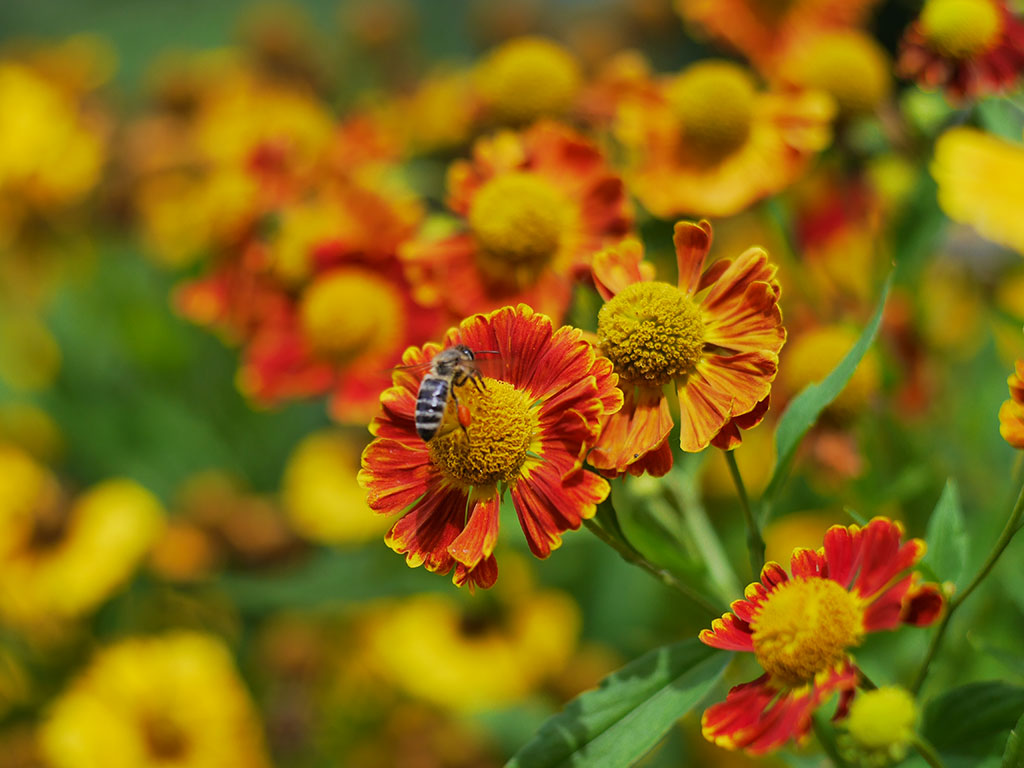 Das Foto zeigt die gelben und roten Blüten der Sonnenbraut.