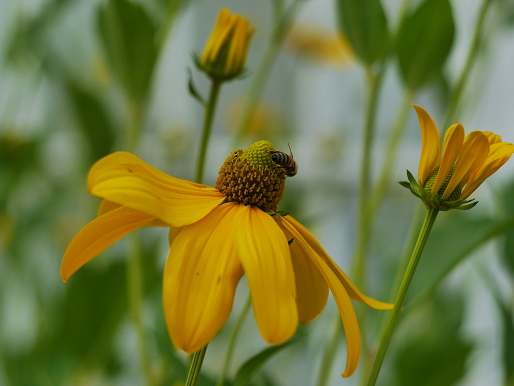 Das Foto zeigt eine gelbblühende große Sonnenhut-Blüte, auf der eine Biene sitzt; im Hintergrund ist eine noch fast geschlossene Blüte zu sehen.