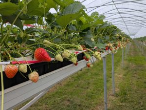 Im Mittelpunkt des Fotos stehen Erdbeerpflanzen, die mit grünen und roten Erdbeeren voll hängen. Sie stehen in Pflanztrögen die mit Metallstangen aufgeständert sind, sodass die Erdbeeren in einer guten Höhe zum Ernten hängen. Eine Reihe Erdbeeren erstreckt sich so weit das Auge reicht. Der Boden ist mit Gras bewachsen, eingerahmt wird die Szenerie von einem Folientunnel. Das Stahlgerüst und die Folie sind im oberen Bildabschnitt zu sehen.