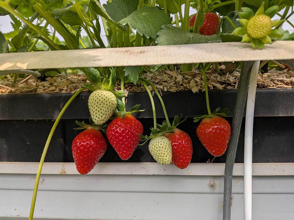 Aus einem Pflanztrog hängen vier große rote Erdbeeren und drei kleine grüne Erdbeeren. In dem Pflanztrog steht eine kräftige Erdbeerpflanze, zwischen den Stängeln und Blättern schimmert eine weitere rote Erdbeere hervor. Auch hier ist die Miscanthus-Auflage in dem Pflanztrog zu sehen. Ein weißer Spaghetti-Tropfer steckt in der Nähe der Pflanze im Substrat. Außerdem ist ein weißes Band am Rand der Pflanztröge gespannt.