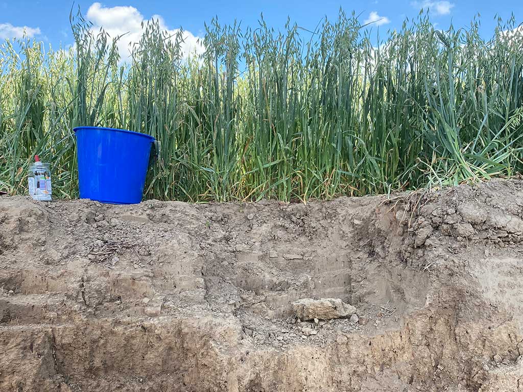 landwirtschaftliche Fläche mit Hafer; man sieht den Boden; im Vordergrund ein blauer Plastikeimer