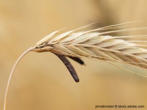 Getreideähre mit Mutterkorn