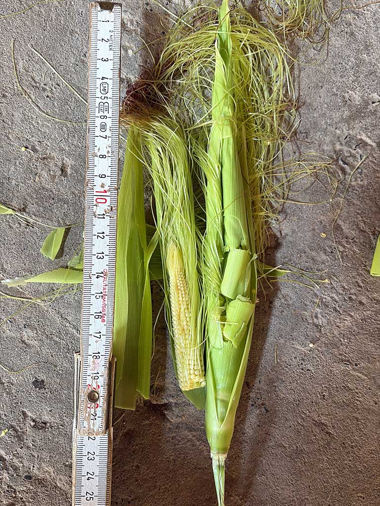 ein aufgeschnittener Maiskolben neben dem ein Zollstock liegt; der Kolben ist ca. 23 cm lang