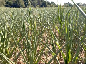 Maisbestand mit geringem Wuchs und starkem Trockenstress