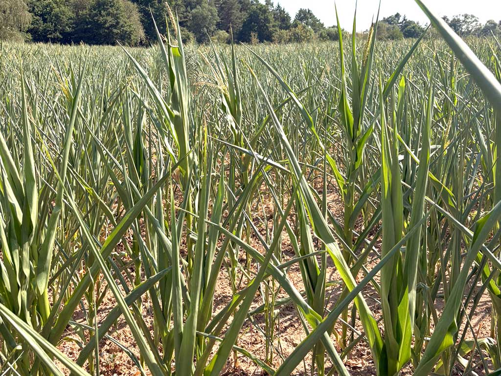 Maisbestand mit geringem Wuchs und starkem Trockenstress