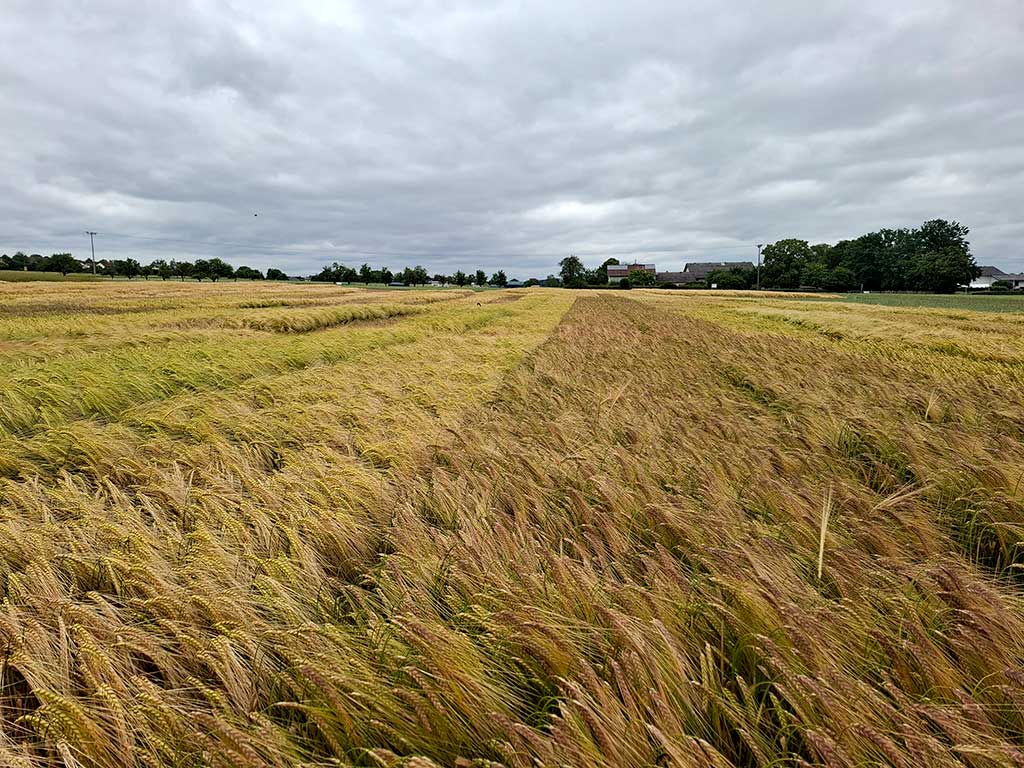 Versuchsfeld mit verschienen Sorten Winterbraugerste im Frühsommer