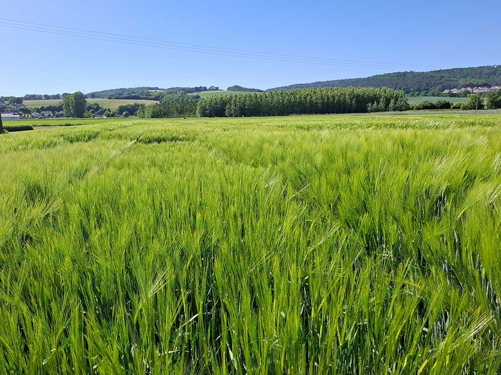 Versuchsfeld mit Wintergerste im Frühjahr; im Hintergrung hügelige Landschaft mit Bäumen