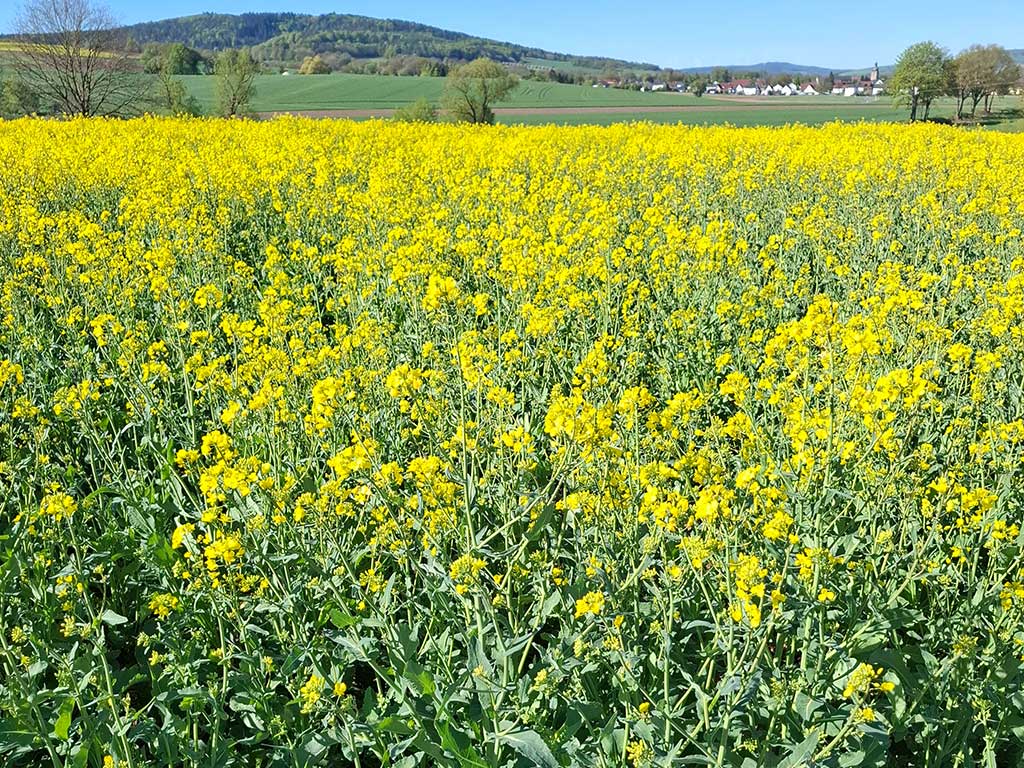Versuchsfeldfläche mit blühendem Winterraps