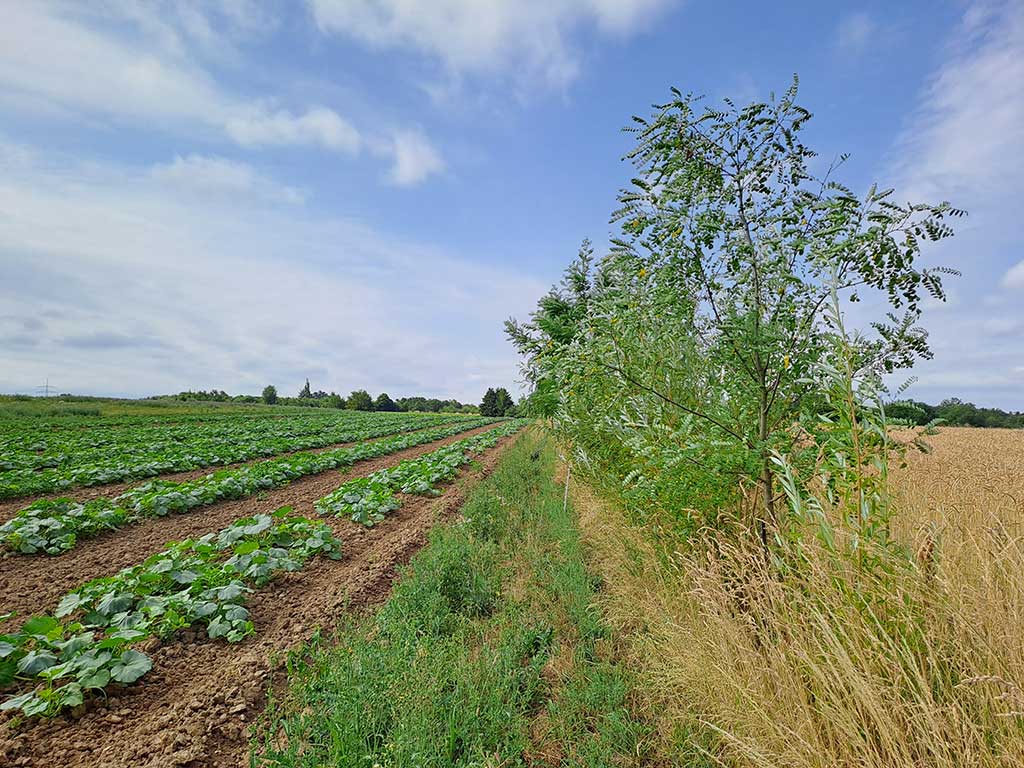 Agroforstfläche; links landwirtschaftliche Nutzfläche; rechts Gehölzstreifen