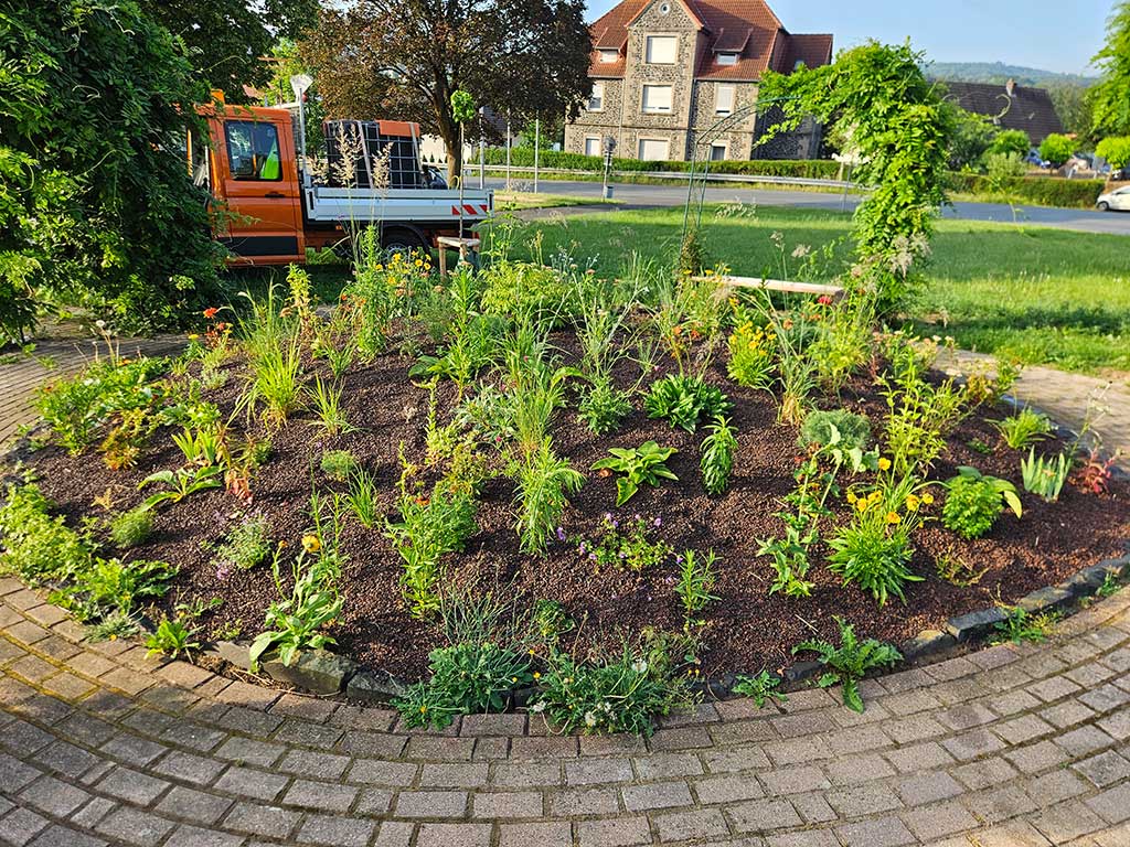 Es ist ein rundes Beet zu sehen, das zur Mitte hin ansteigtmit jungen krautigen Stauden bepflanzt und dazwischen mit Lavadrän bedeckt. Um das Beet herum geht ein gepflasterter Gehweg. Im Hintergrund sind Sträucher, eine Wiese, eine Bank, eine Straße, Häuser und Autos zu sehen.