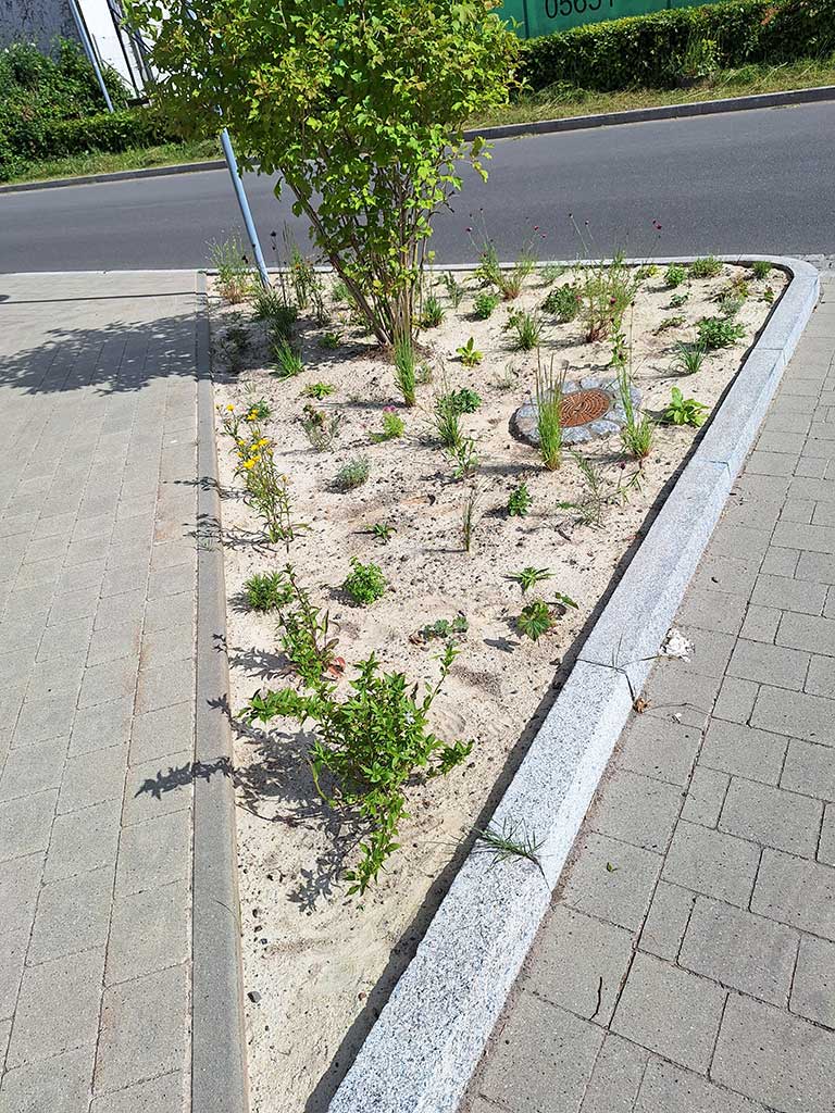 Es ist eine sandbedeckte Fläche zu sehen, auf der kleine krautige Stauden wachsen. Im hinteren Teil steht ein höherer Strauch. Die Fläche wird durch Bordsteine begrenzt, dahinter ist asphaltierter und gepflasterter Boden sichtbar.