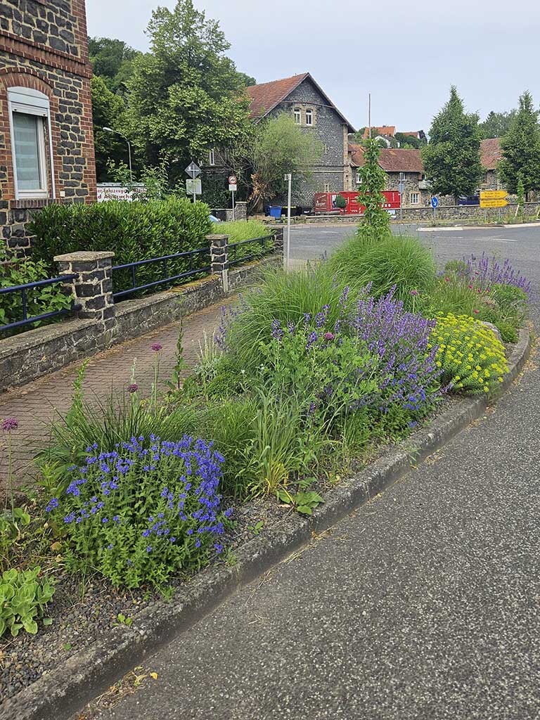 Im Vordergrund ist ein langes Staudenbeet zwischen einer Straße und einem Gehweg zu sehen. Die Stauden sind üppig gewachsen und nehmen fast das ganze Beet ein. An einigen Stellen sieht man unter den Stauden noch Kiesmulch, der den Boden bedeckt. Im Hintergrund sind Straßenschilder, Häuser und Bäume zu sehen.