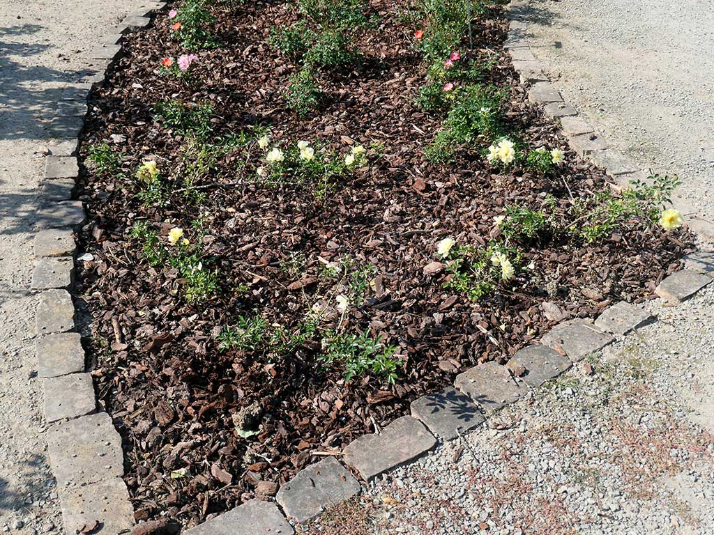 Ein Rosenbeet mit noch eher kleinen Rosen, die den Boden nur zu einem geringen Teil bedecken, mit Rindenmulch zur Bodenbedeckung. Das Beet ist eingefasst von Pflastersteinen und umgeben von Kieswegen.