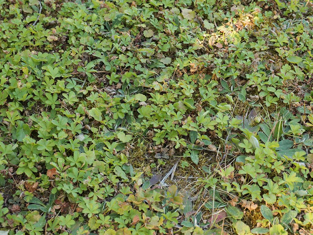 Auf dem Bild ist eine vergleichsweise vitale Fläche mit Fingerkraut zu sehen, während reine Rasenflächen in der Umgebung bereits vertrocknet sind.