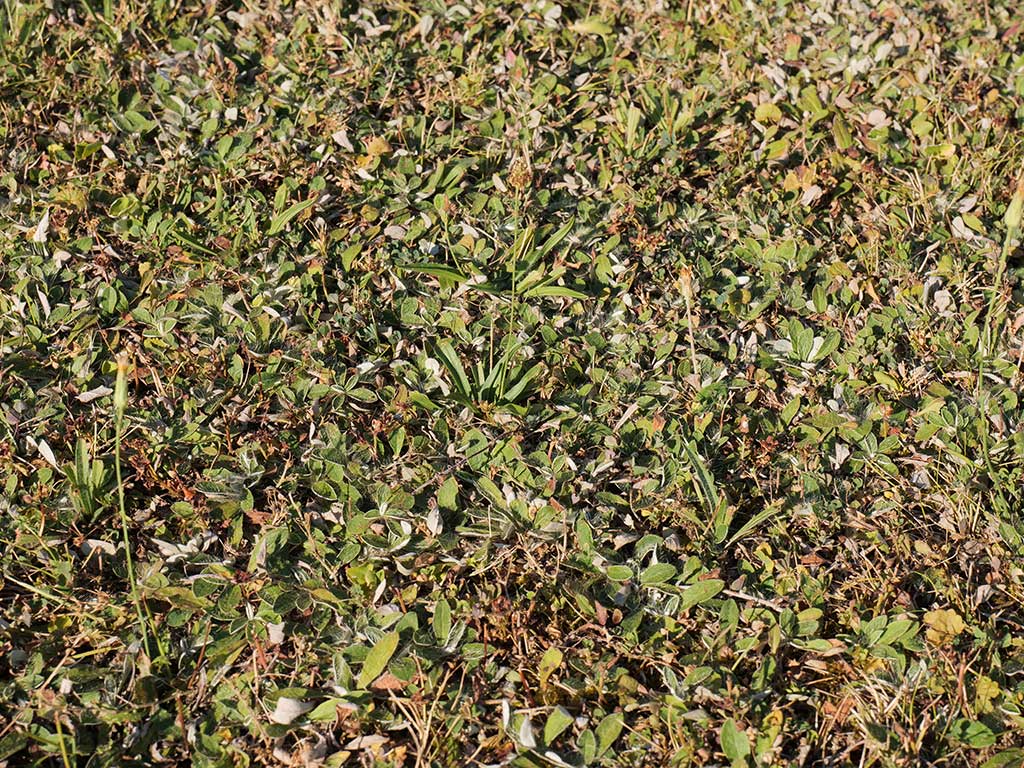 Auf dem Bild ist eine vergleichsweise vitale Fläche mit Habichtskraut zu sehen, während reine Rasenflächen in der Umgebung bereits vertrocknet sind.
