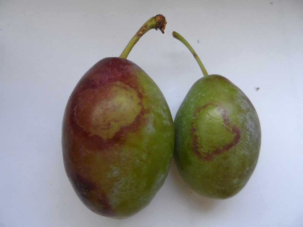 2 Pflaumen mit rötlichen Flecken durch das Scharka-Virus