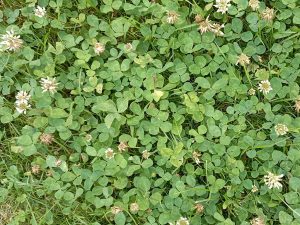 Auf dem Foto sind die Blätter und Blüten des Weißklees zu sehen.