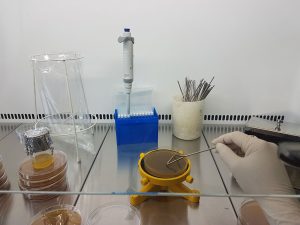 Futterkranzproben, Petrischalen mit Nährmedium, Pipetten und weitere Arbeitsgeräte stehen auf einer Arbeitsfläche.