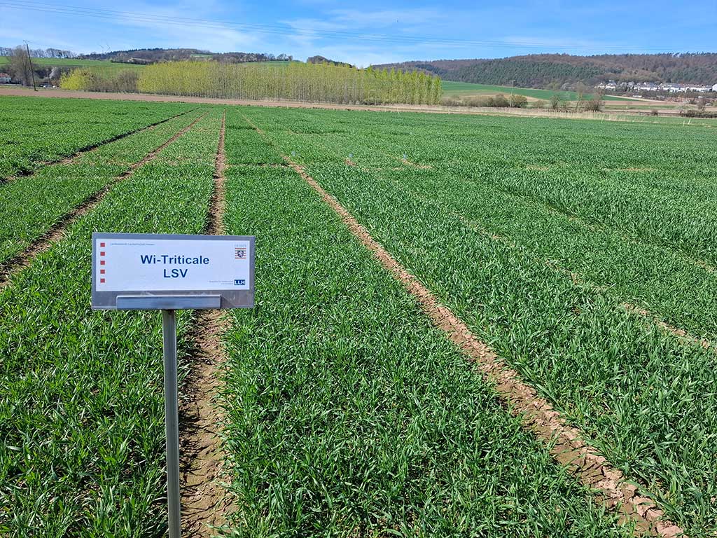 Versuchsfeldflächen mit verschiedenen Sorten Wintertriticale in einem frühen Stadium