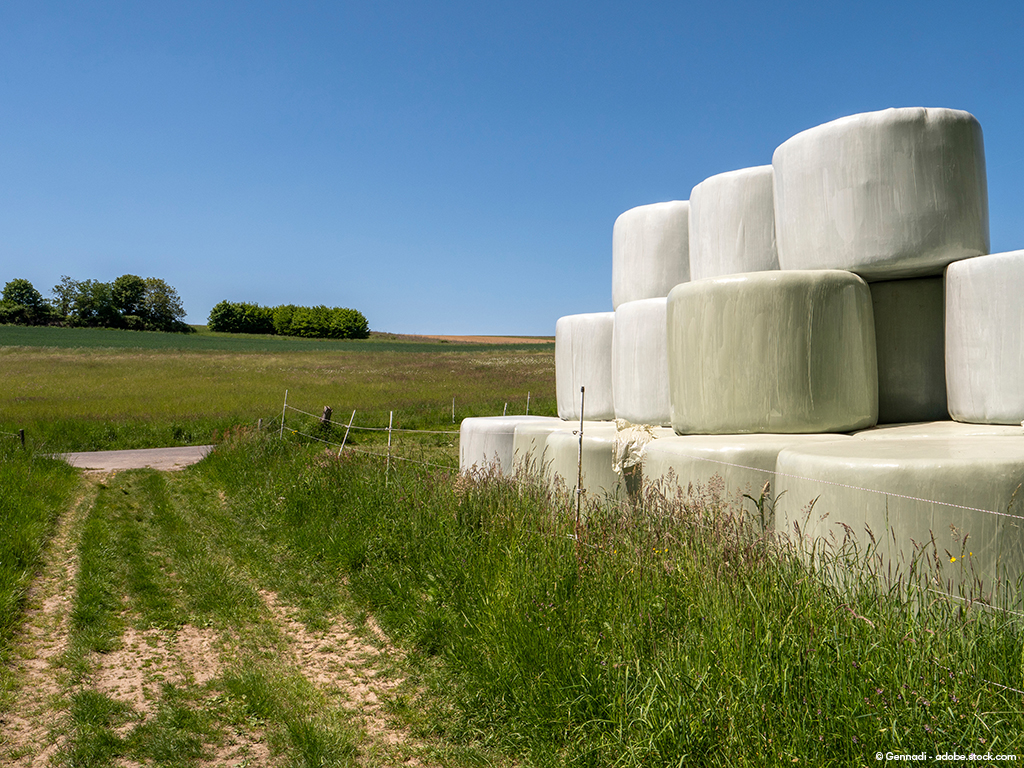 Rundballen am Wegesrand, der Himmel ist wolkenlos.