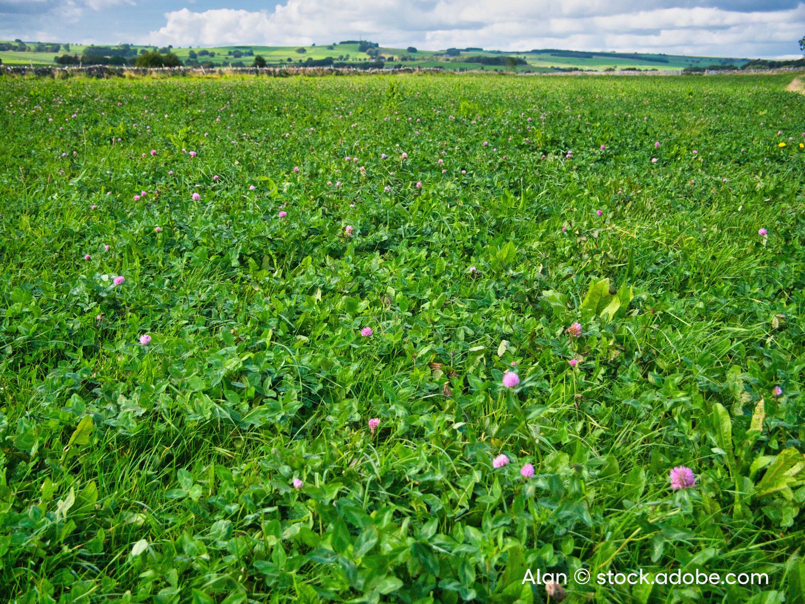Feld mit Rotklee