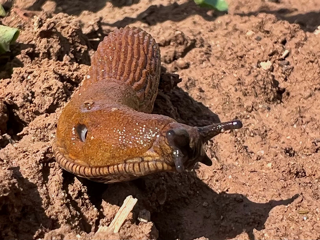 Nahaufnahme einer Gemeinen Wegschnecke auf dem Boden