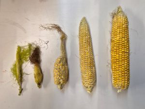 Unterschiedlich entwickelte und befruchtete Maiskolben auf einer weißen Unterlage