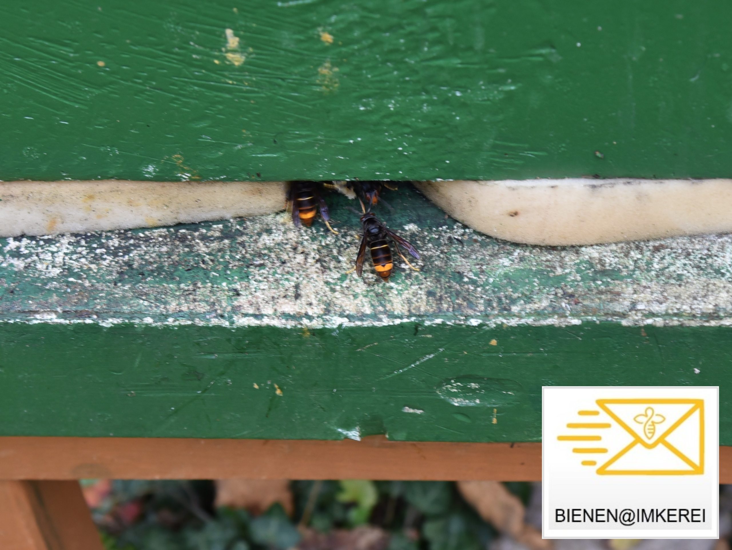 Drei Asiatische Hornissen laufen in das Flugloch eines Bienenkastens.