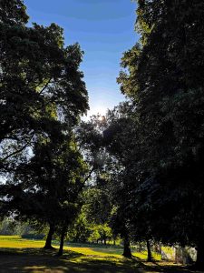 Alter Baumbestand im Kurpark von Bad Salzhausen