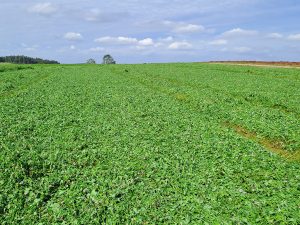 Frisch geschnittenes Kleegras auf dem Feld