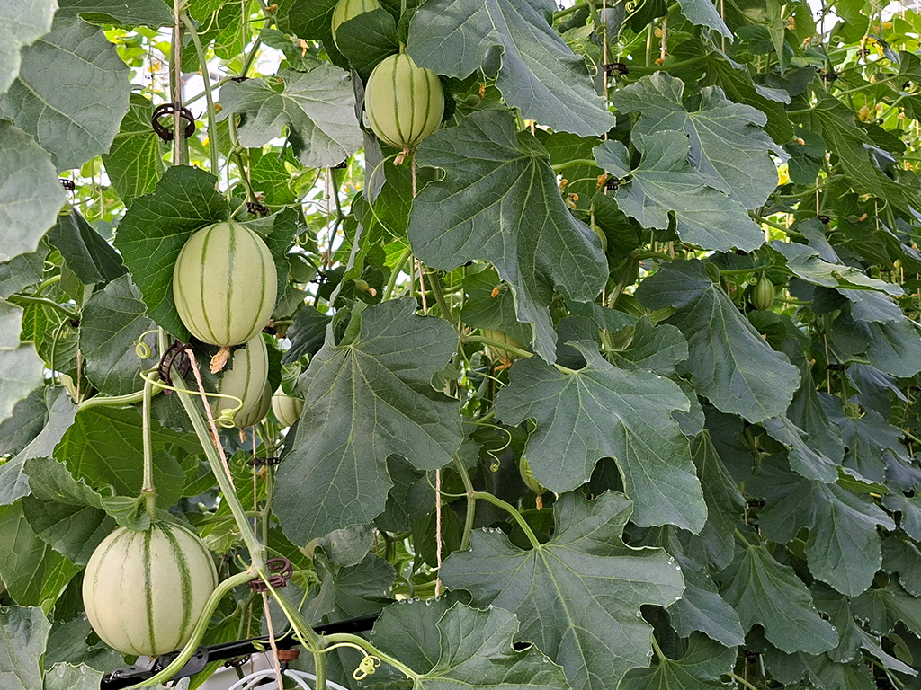 Unreife Melone an einem Spalier im Gewächshaus.