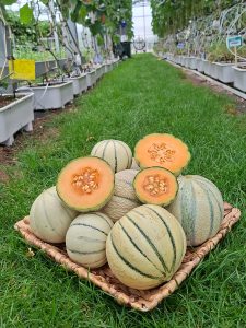 Reife, teils aufgeschnittene Melonen in einem Korb.