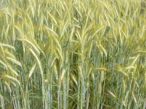 Blick in ein Triticalfeld