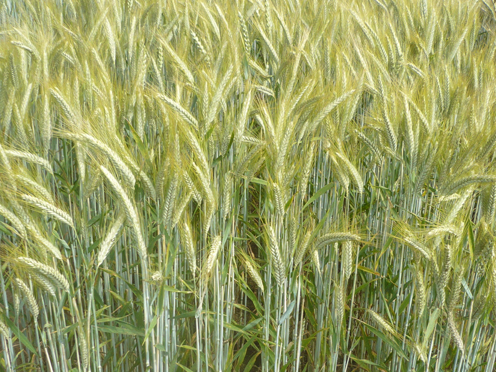 Blick in ein Triticalfeld