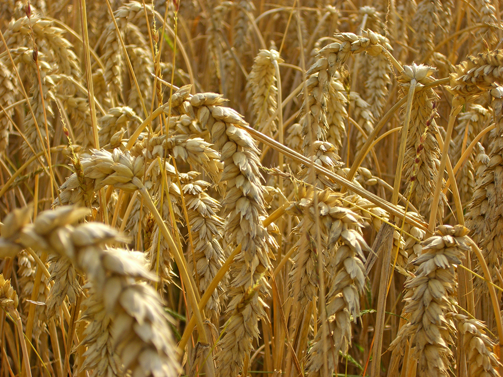 Reifer Winterweizen im Feld, Nahaufnahme der Ähren.
