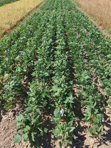 Trockenbohnenbestand, Mitte Juli; man erkennt mehrere Reihen noch grüner Pflanzen