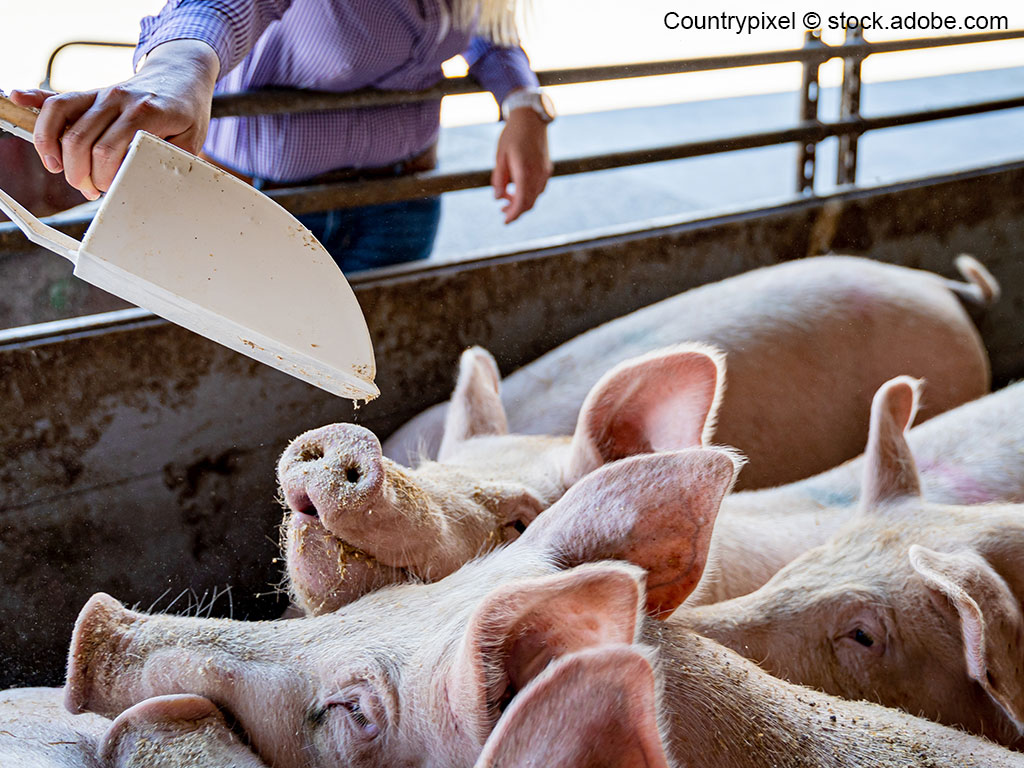 Landwirtin bei der Schweinefütterung
