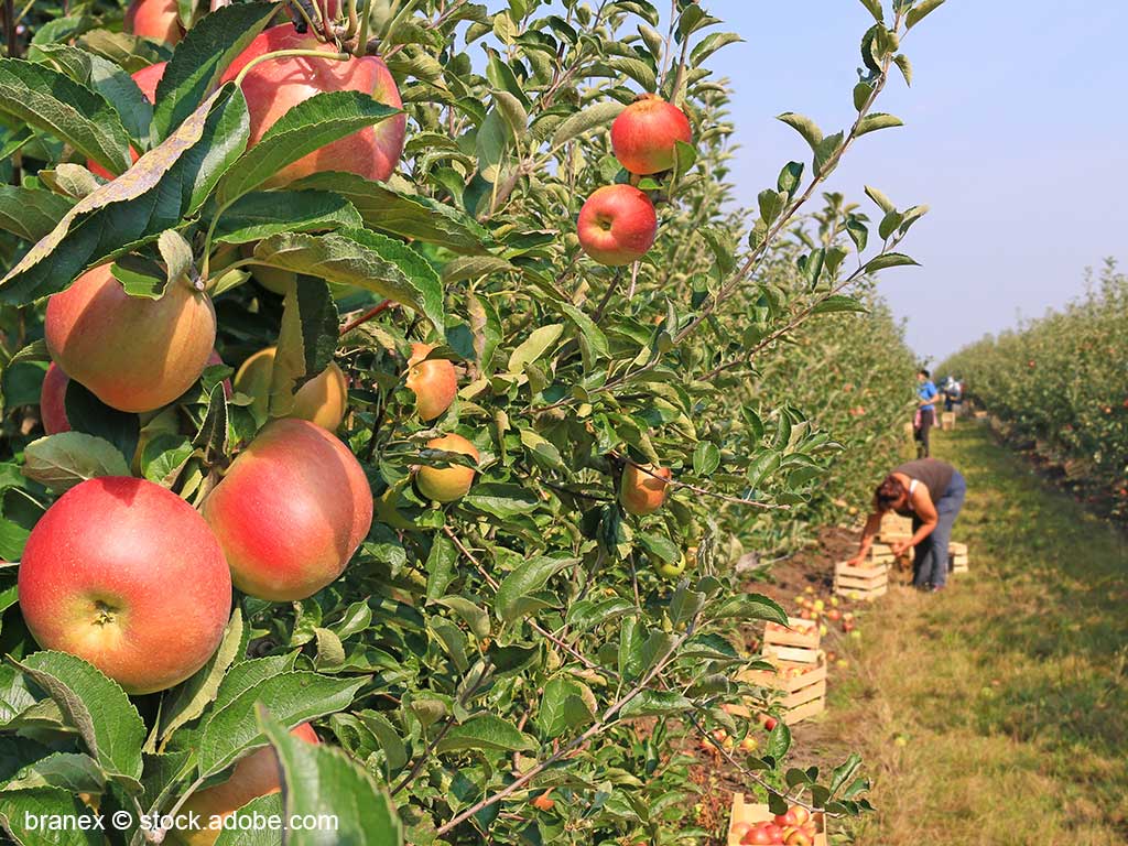 Apfelplantage mit reifen roren Früchten; zwischen den Reihen sieht man Erntehelfern , die die Äpfel in bereitgestellt Holzkisten legen