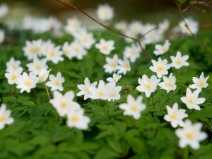 Das Foto zeigt einen temporär geschlossenen Bestand von Buschwindröschen mit vielen weißen Blüten.