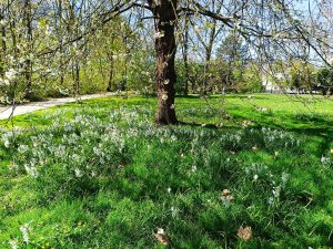 Das Foto zeigt eine Gruppe Nickender Milchsterne mit weißer Blüte unter einem Baum.