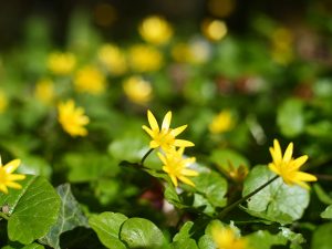 Das Foto zeigt einen temporär geschlossenen Teppich Scharbockskraut mit seinen vielen gelben Blüten.