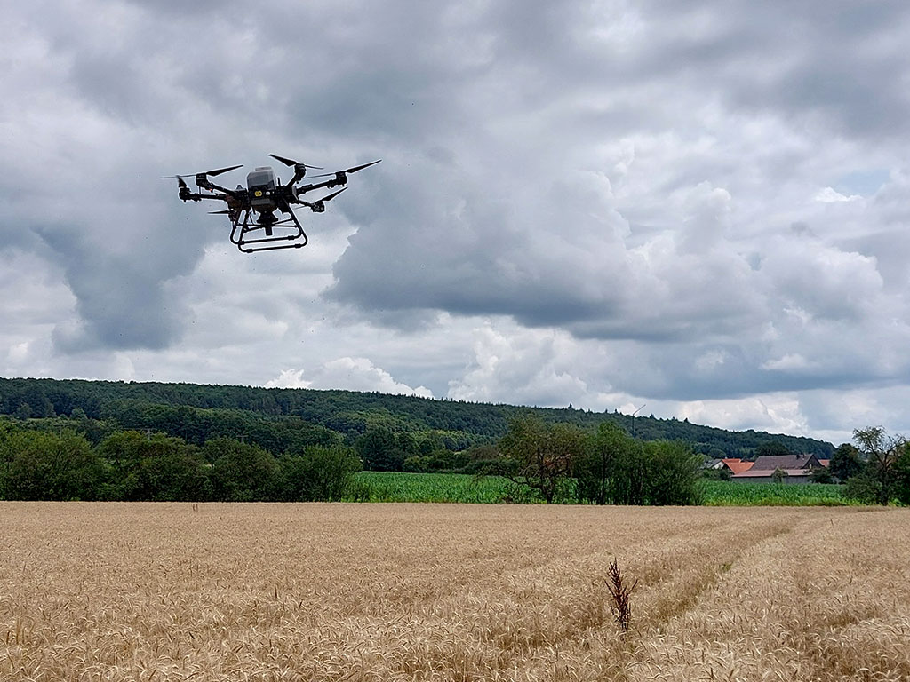 Eine Drohne fliegt über ein Getreidefeld im Sommer.