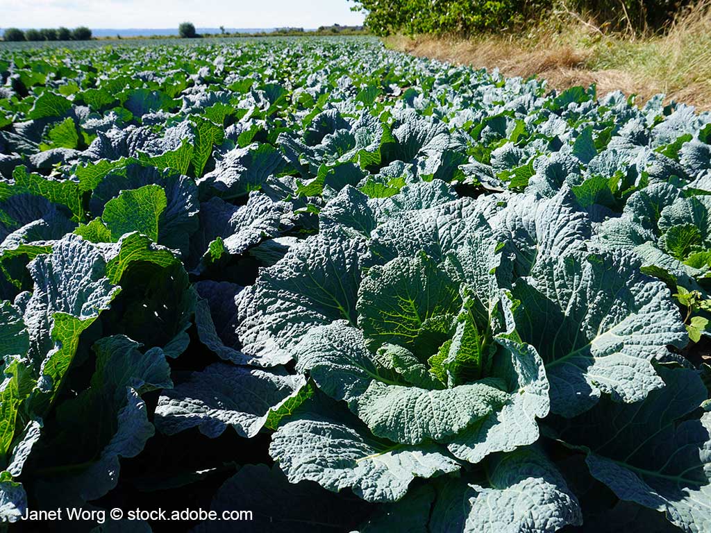 Feld mit Wirsingkohl im Sommer