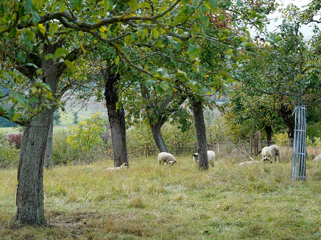 Schafe auf einer Weide mit Bäumen