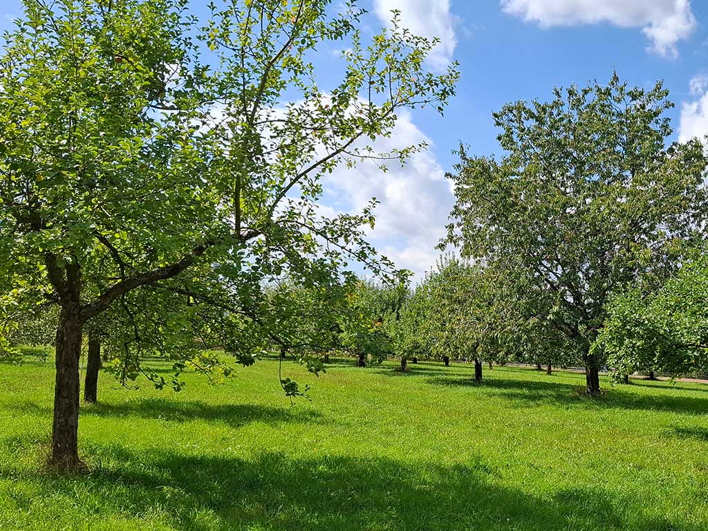 Streuobstwiese im Frühjahr; man sieht mehrere Baumreihen auf einer freischen grünen Wiese und strahlend blauen Himmel